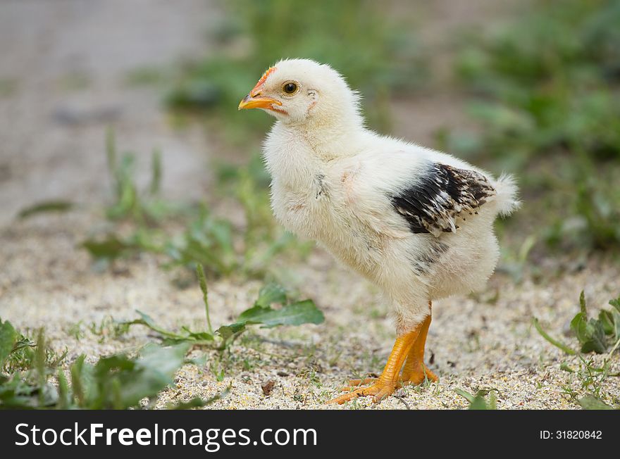 Baby chicks on the green grass