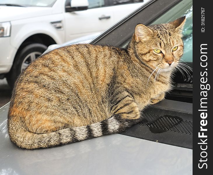 Cat on a car in my town