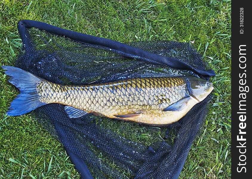 Big carp in a fishing net