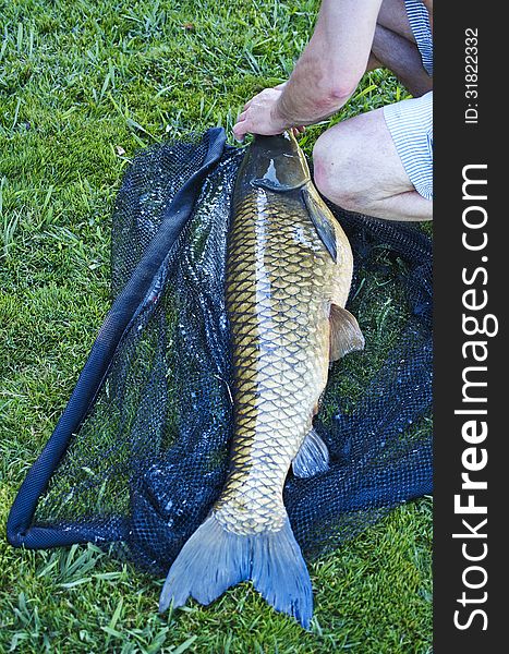 Big carp in a fishing net