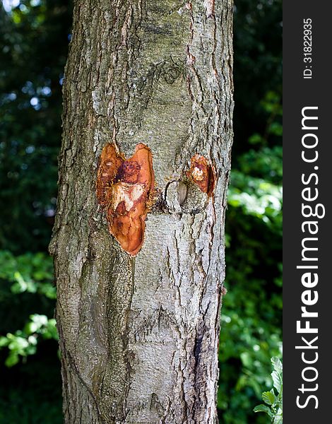 A tree with a heart-shaped pattern close up. A tree with a heart-shaped pattern close up