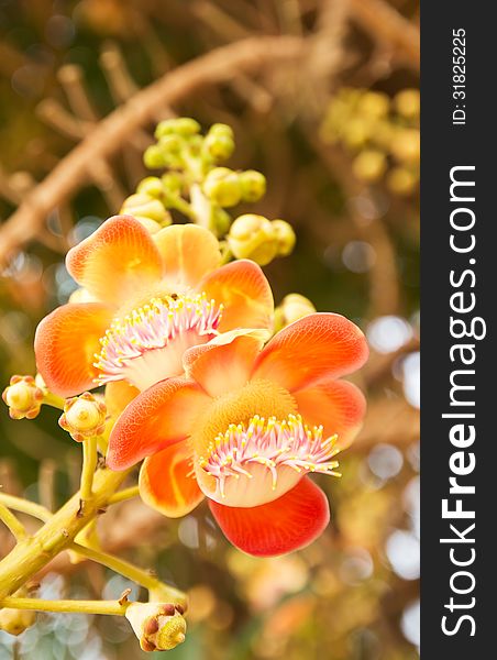 Shorea robusta or Cannonball flower from the tree