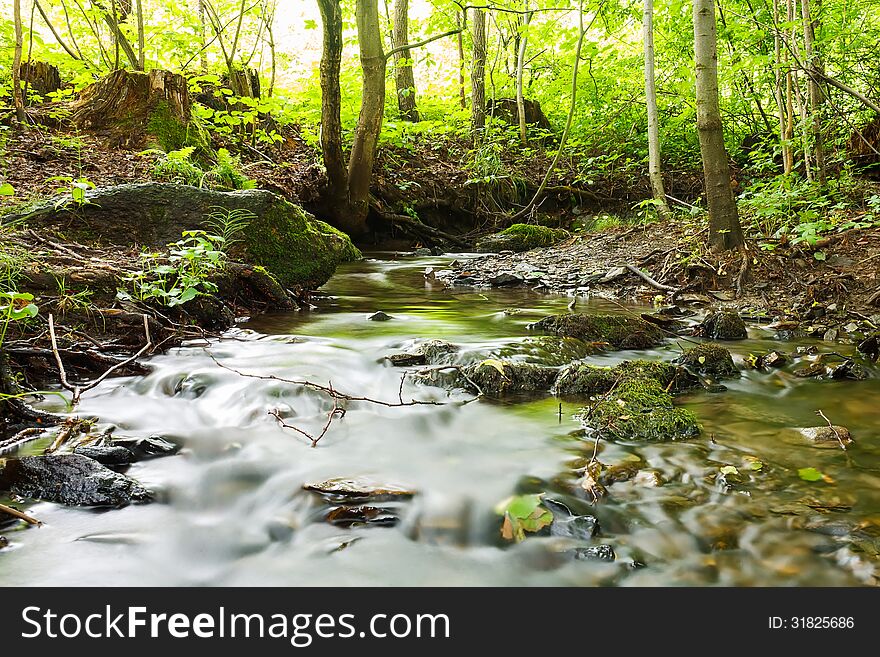 Peaceful woodland stream flows through a lush forest.