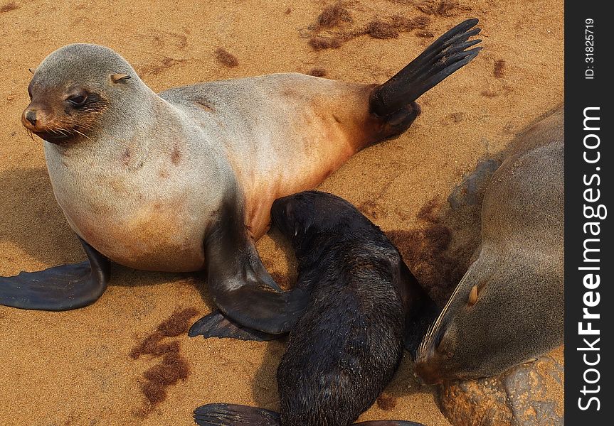 Cape Fur Seal