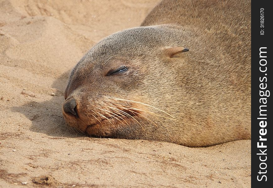 Cape Fur Seal