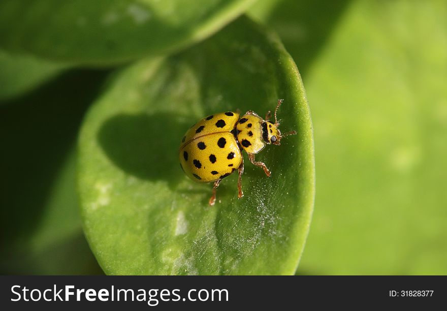 Yellow Beetle With Black Dots Sitting On The Green Leaf Macro Photo