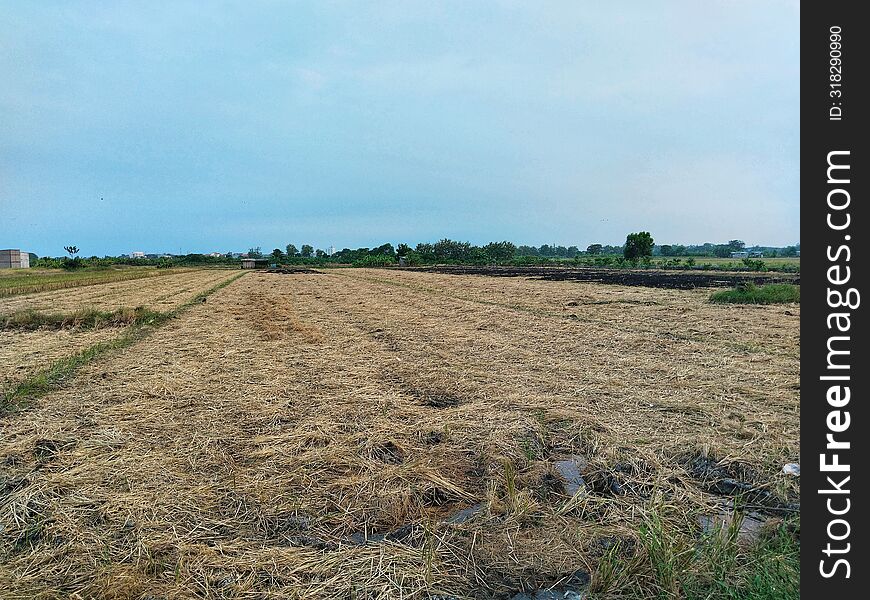 Rice straw is one of the harvest wastes produced from rice fields. Rice straw contains high levels of silica. Rice straw is one of the harvest wastes produced from rice fields. Rice straw contains high levels of silica.