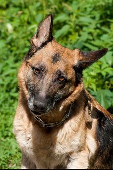 Portrait Of An Adult German Shepherd Stock Photos