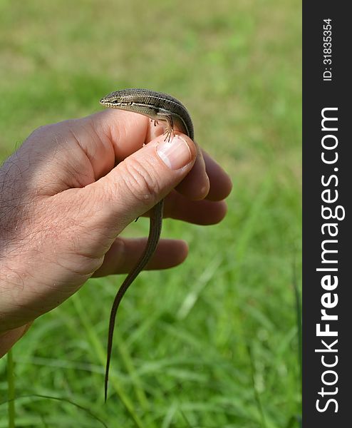 A skink which has just picked up from the grass. A skink which has just picked up from the grass