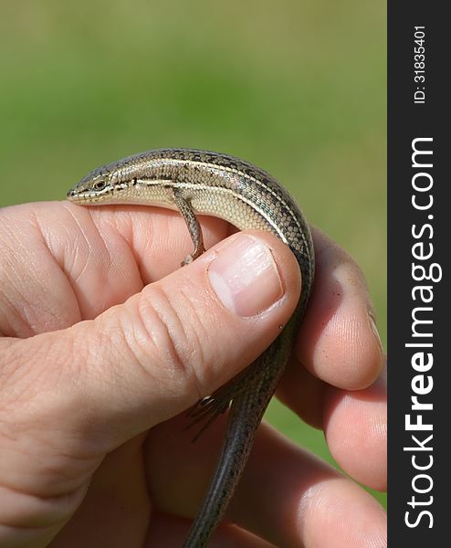 A skink which has just picked up from the grass. A skink which has just picked up from the grass