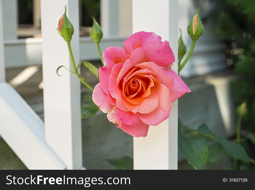 Closeup of one pink rose peeking through a white fence.