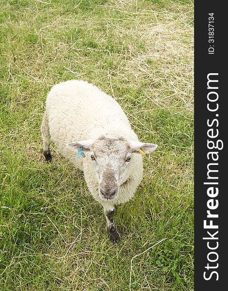 Closeup of one sheep in the field #1.