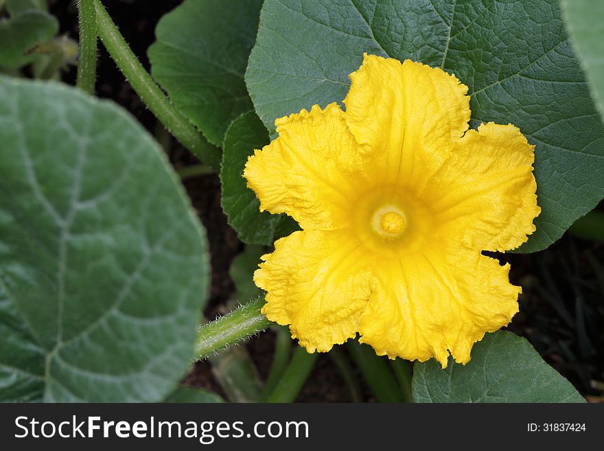 Pumpkin flower in the field