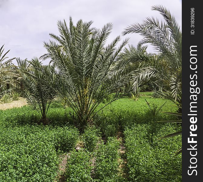 Palm Trees and cultivated field in the Oasis i Morocco deserts. Palm Trees and cultivated field in the Oasis i Morocco deserts