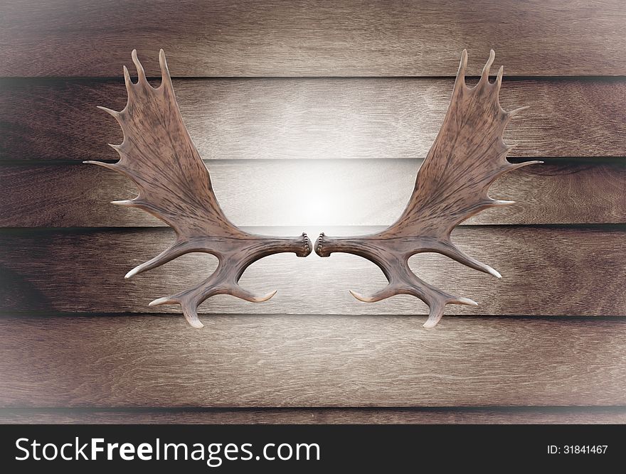 Closeup horn moose on wooden wall texture of the seamless wood