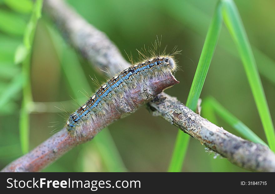 Close-up of a Forest Tent Caterpillar (Malacosoma disstria) crawling along a twig.