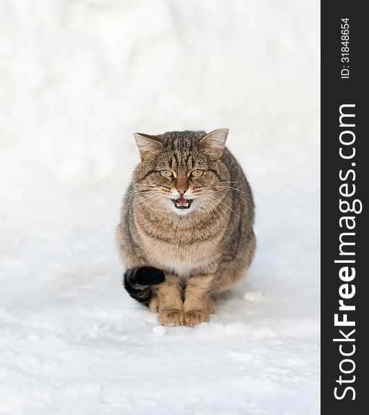 Brown Cat On The White Snow