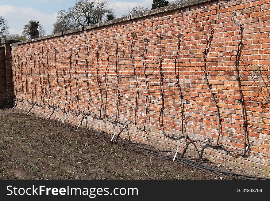 Grape Vines Growing on a Garden Brick Wall. Grape Vines Growing on a Garden Brick Wall.