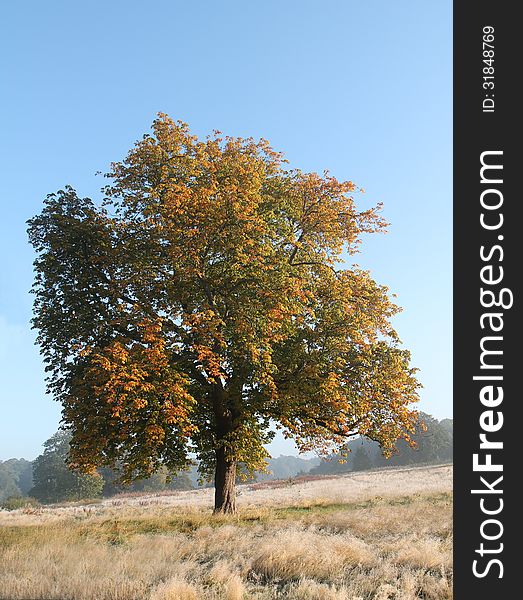 A Beautiful Tree with the Leaves Turning Autumn Brown.