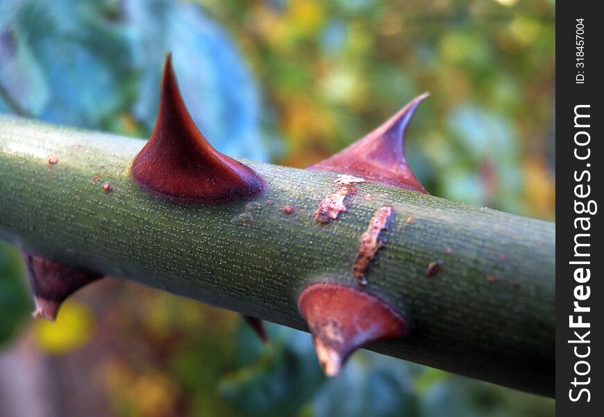 Close-up Of The Thorns Of A Rosehip Bush.