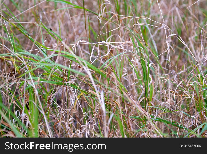 Young grass sprouts between grass that has dried out from the heat.