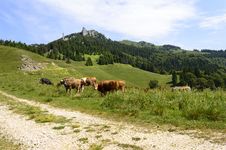 Herd Of Cows On Mountain Pasture Stock Image Herd Of Cows On Mountain Pasture Stock Image