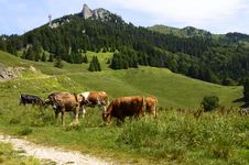 Herd Of Cows On Mountain Pasture Stock Photos Herd Of Cows On Mountain Pasture Stock Photos