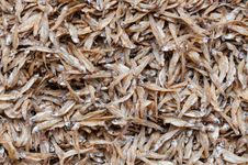 Dried Small Fish Stock Photo Dried Small Fish Stock Photo