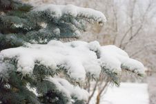 Snow On Fir Branches Stock Photos Snow On Fir Branches Stock Photos