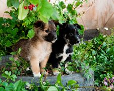 Puppies Looking Forward Stock Image