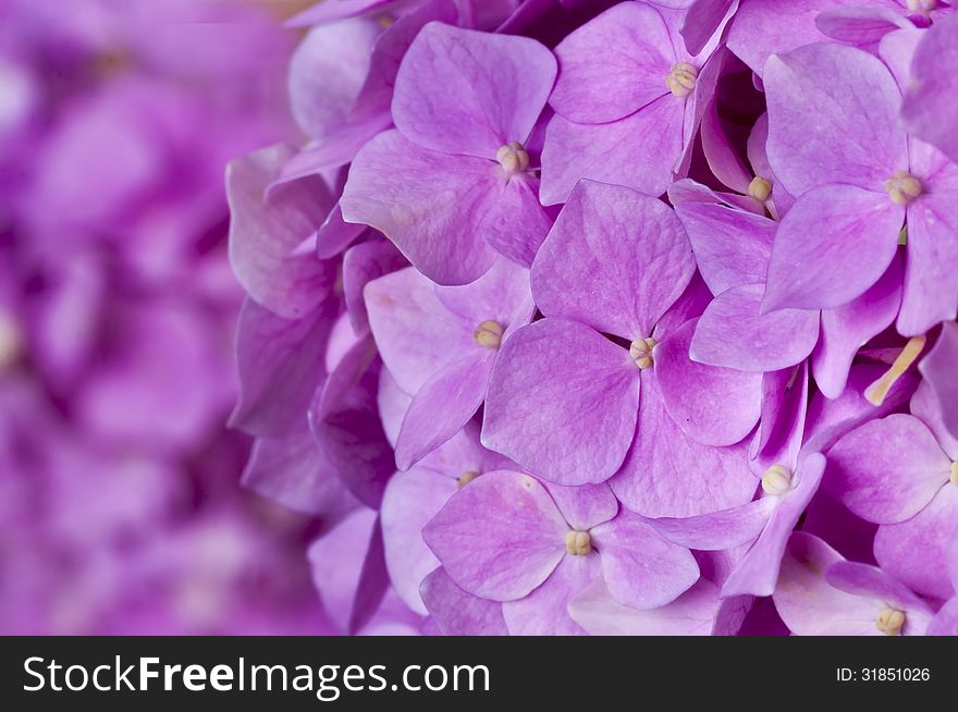 Pink Hydrangea As Background