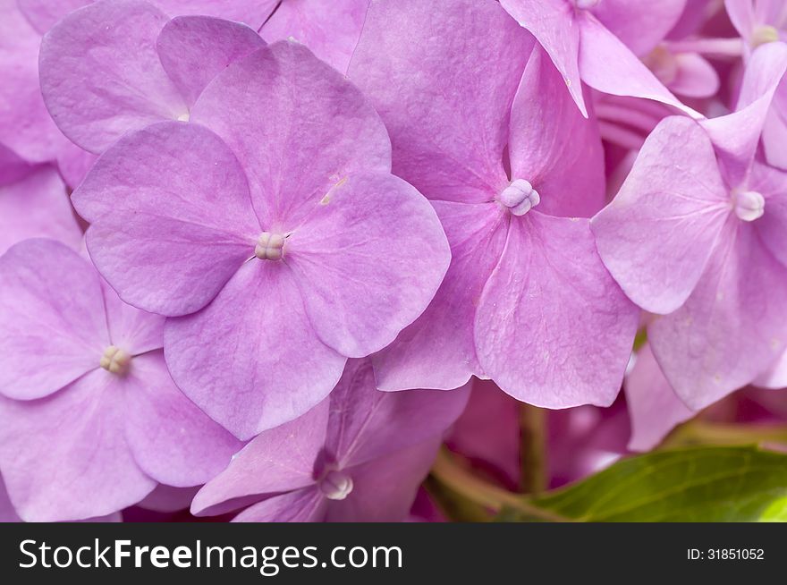 Pink hydrangea with leaves as background close up