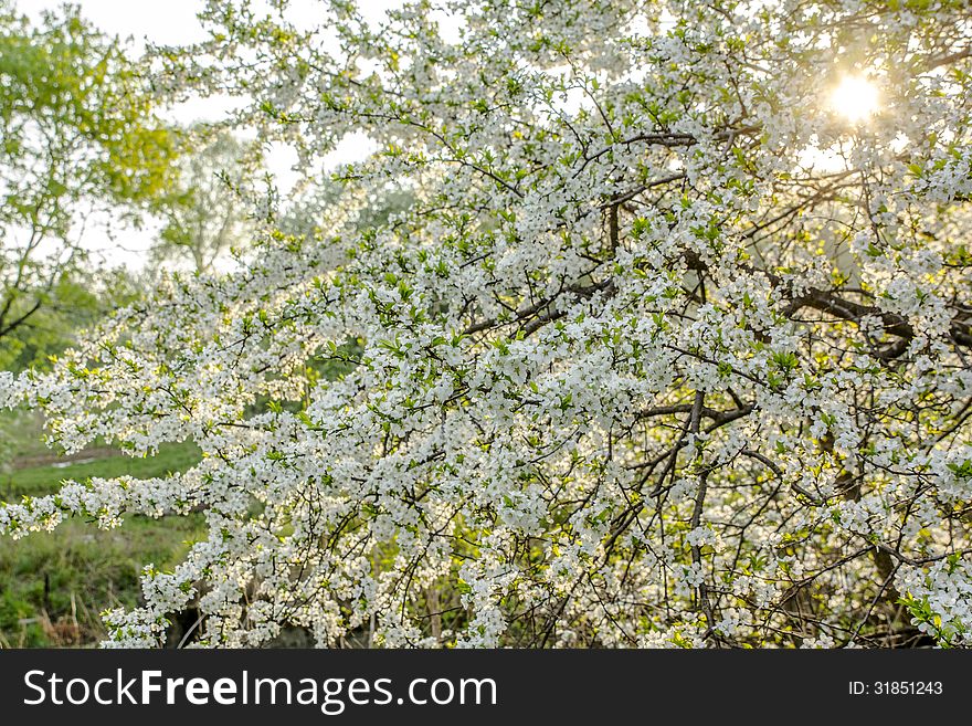 Spring Blooming Tree Background