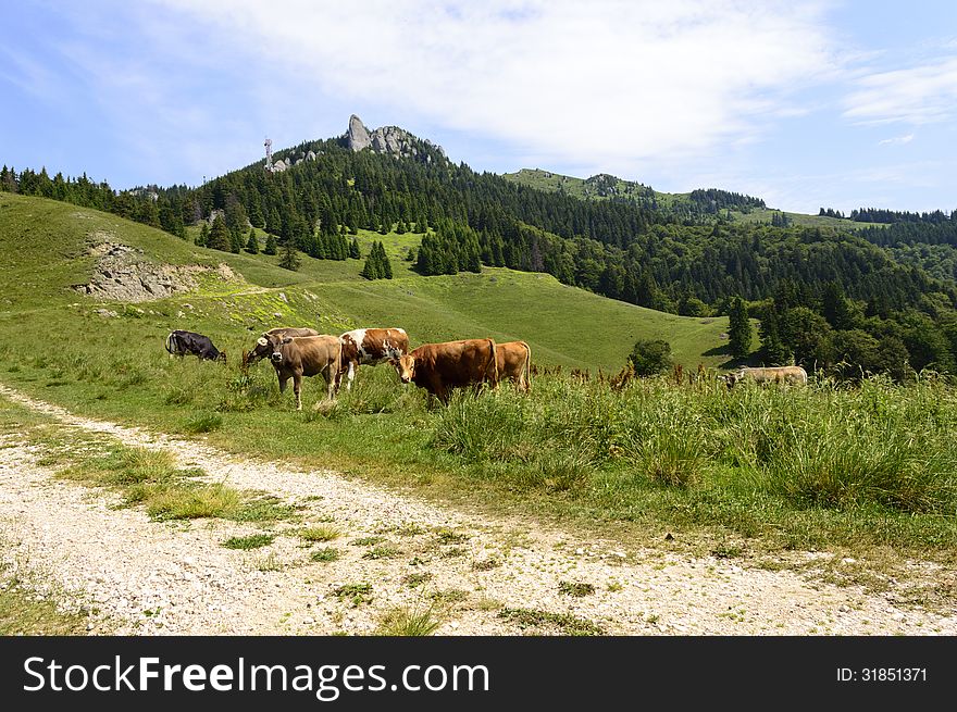 Herd of cows on mountain pasture