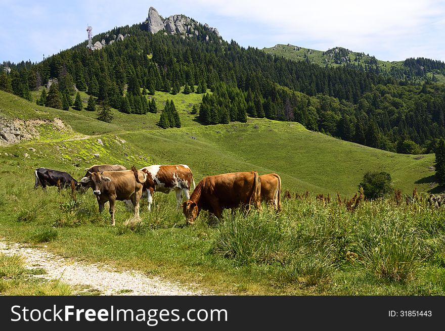 Herd Of Cows On Mountain Pasture