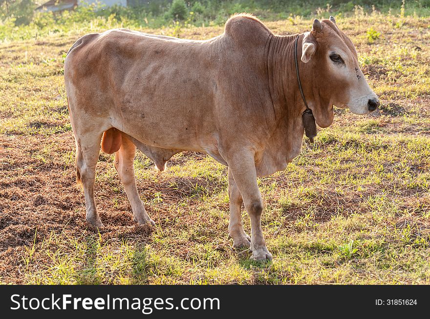 Cow On The Meadow