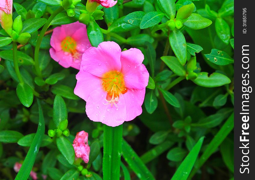 Portulaca flowers, Flowers commonly found in Thailand