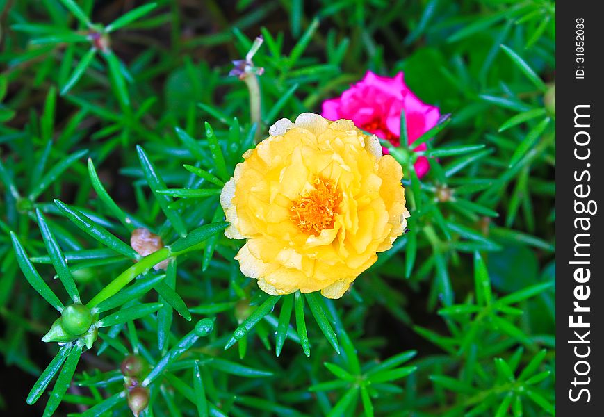 Portulaca flowers, Flowers commonly found in Thailand