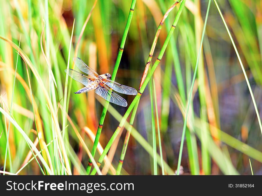 Dragonfly in the reeds on a lake