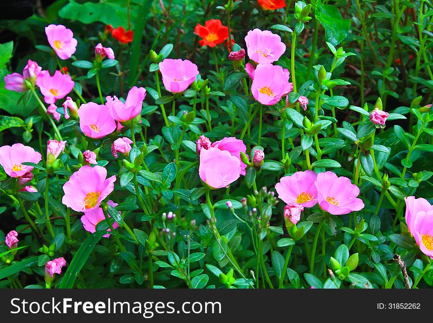 Portulaca flowers, Flowers commonly found in Thailand