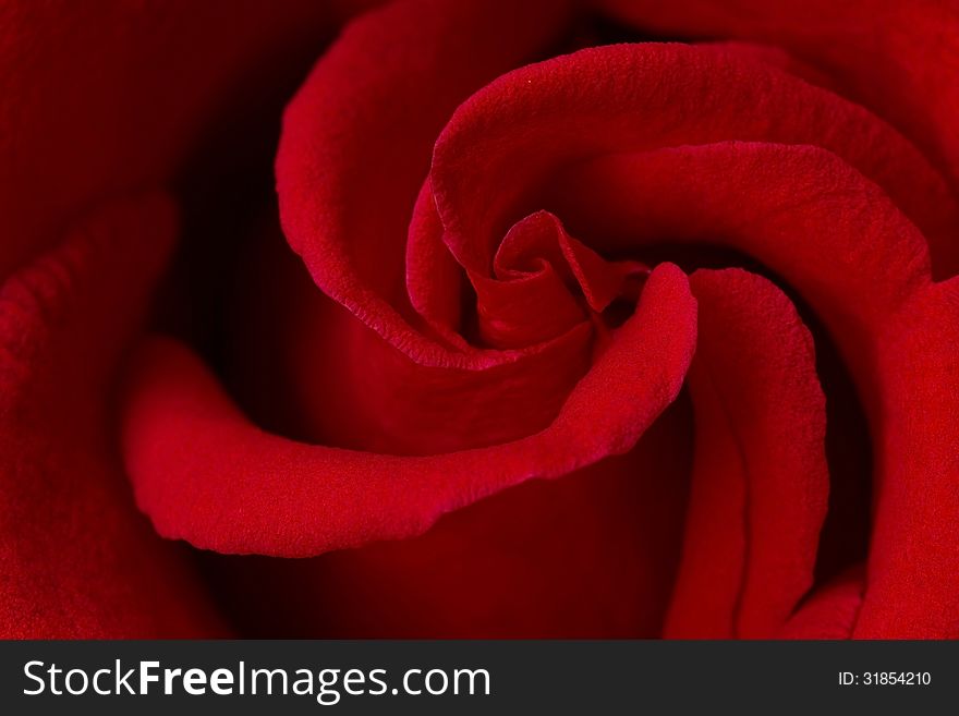 Red Rose Close Up