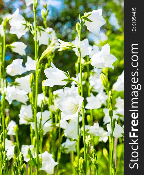 Glade with white bell flower, background