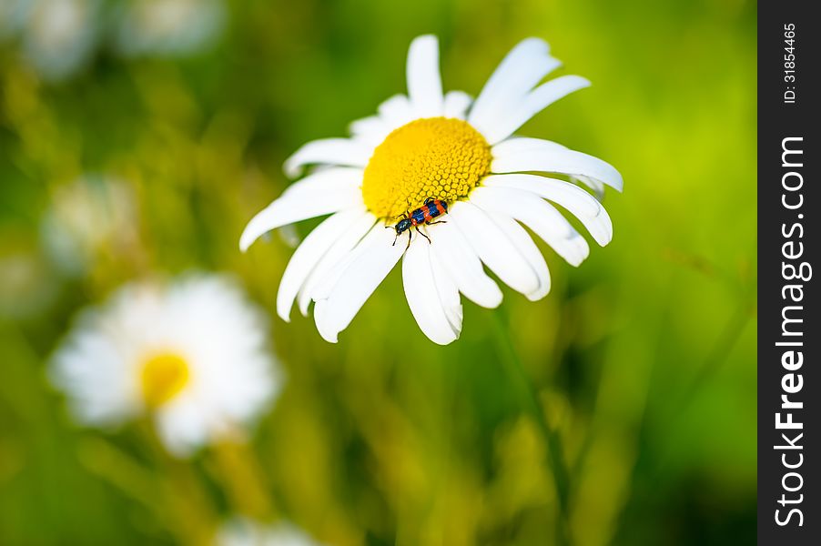 Camomile With An Insect On A Green Spring Background