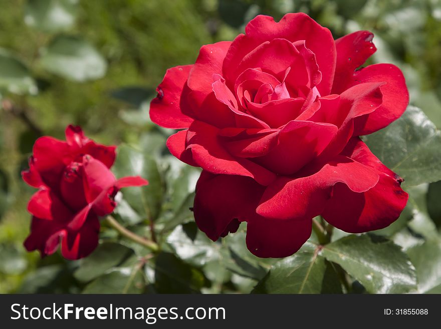 Red rose bud