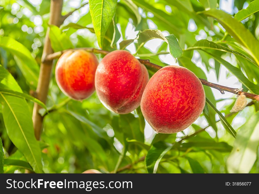 Peaches ready to be harvested