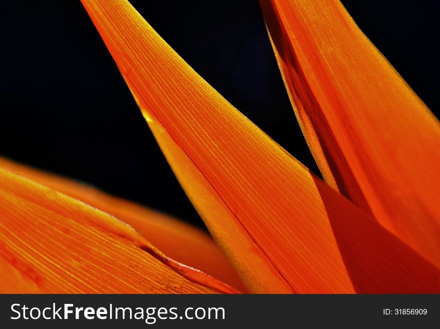 Close up of new strelitzia reginae flower