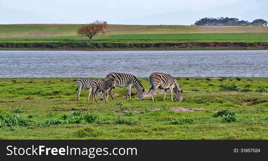 Landscape with zebras grassing on green meadow