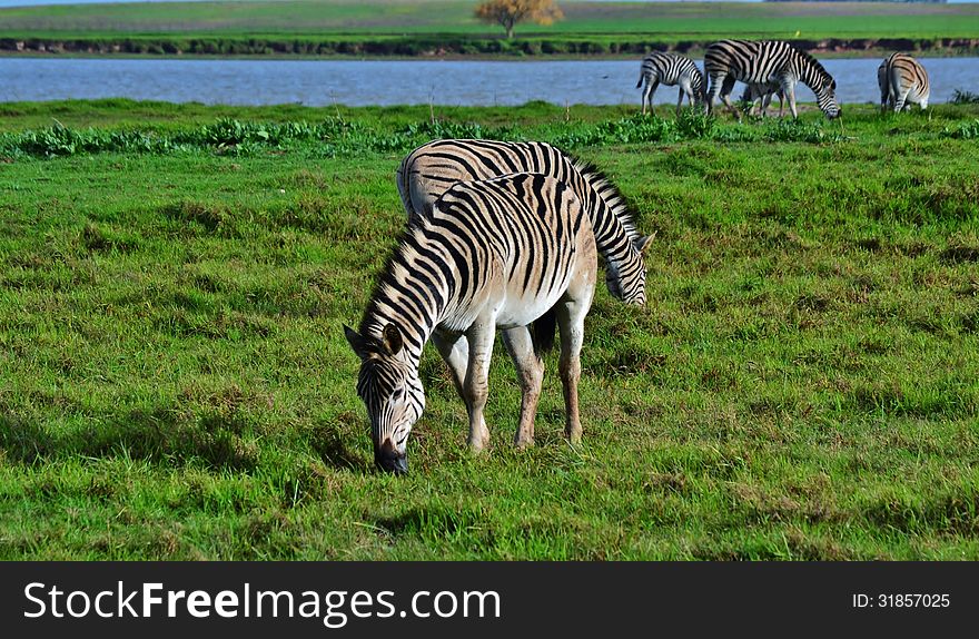 Landscape with zebras grassing on green meadow