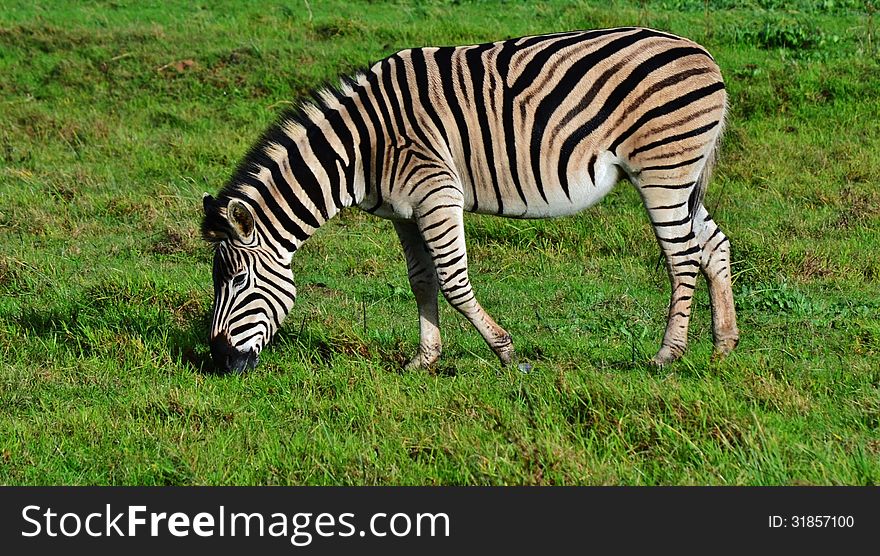 Landscape with zebras grassing on green meadow