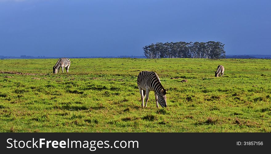 Landscape with zebras grassing on green meadow